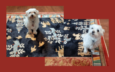 Pet Stains on your Carpet:  Common Consequences