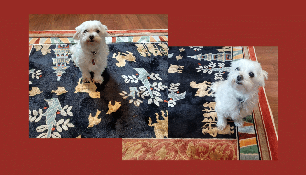 Pet Stains on your Carpet:  Common Consequences