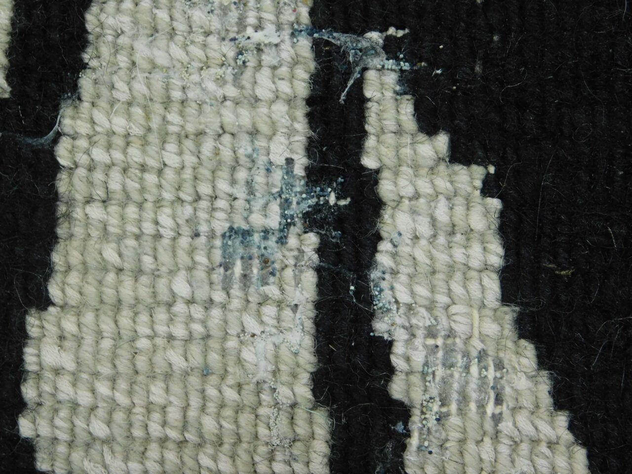 How to get rid of Moths from your Carpets 2024