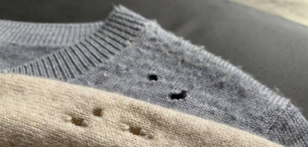 damage to clothing caused by carpet beetles