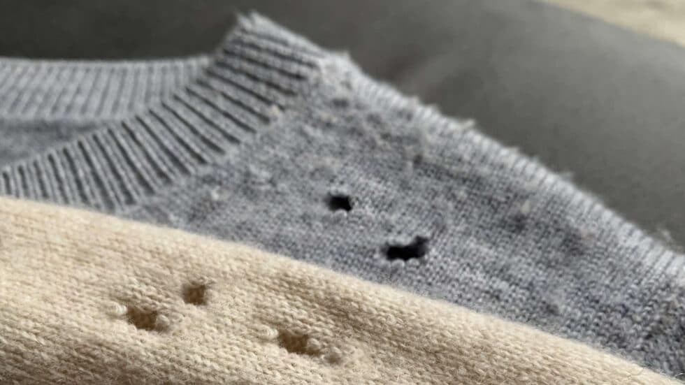 How to get rid of Carpet Beetles + FAQs