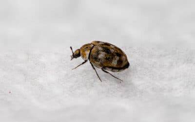 How to get rid of Carpet Beetles + FAQs