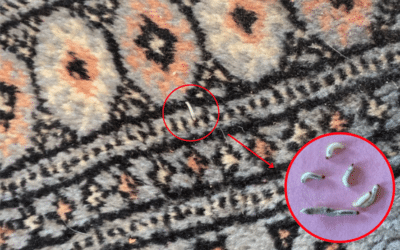 Protect Your Rugs from Moths: 3 Essential Steps for Eco-Friendly Treatment.